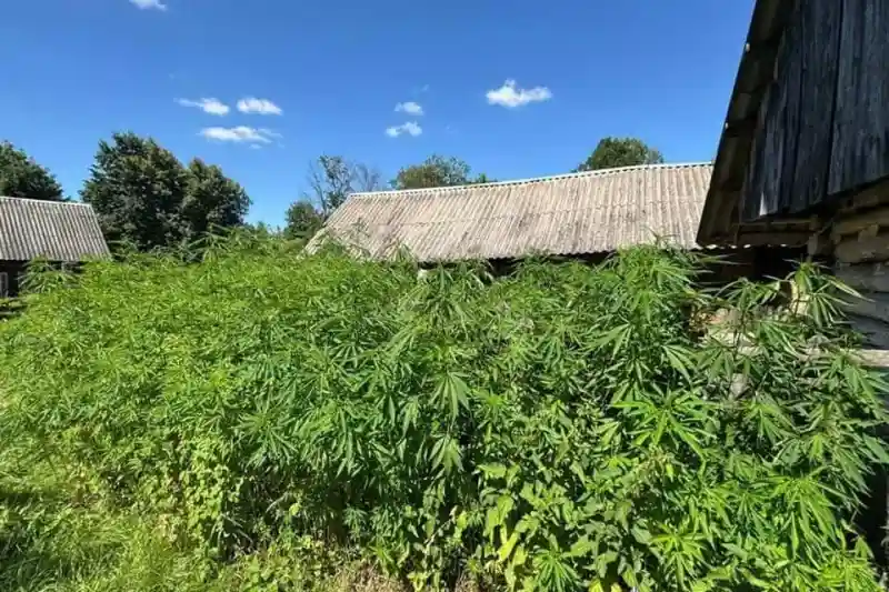 На Житомирщині виявили понад півтори тисячі кущів конопель та маку на подвір’ях місцевої жительки