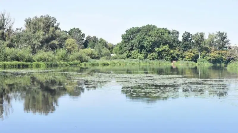 У Коростені амфібія очищує річку Уж від водного бур’яну