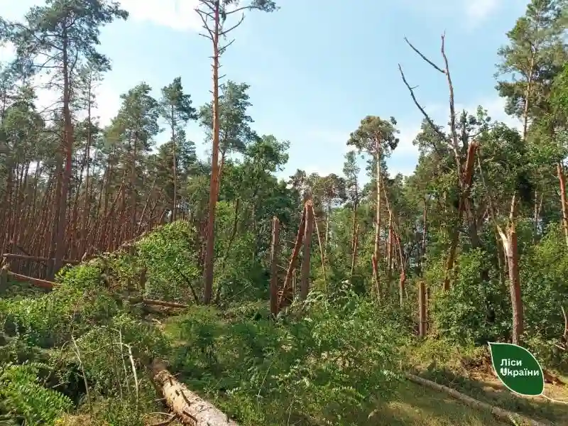 На Житомирщині затримали вантажівку з підробленими документами, а в лісі впіймали трьох «чорних лісорубів»