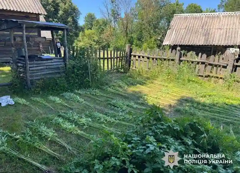 На Житомирщині виявили понад півтори тисячі кущів конопель та маку на подвір’ях місцевої жительки